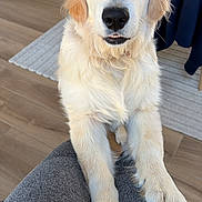 Arkos participe au concours pour gagner de l'argent avec cette photo : golden_retriever, puppy, dog, pet, indoor, wooden_floor, rug, legs, paws, looking_up, fur, cute, animal, companion, friendly, canine, domestic_animal, young_dog, cozy, home