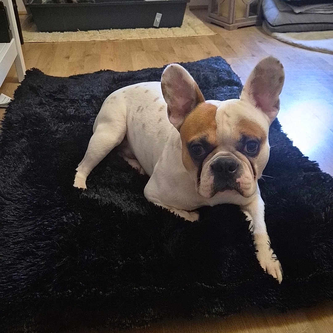 Teddy participe au concours pour gagner de l'argent avec cette photo : animal, bostonbull, boxer, bulldog, canine, cat, den, dog, dogbed, frenchbulldog, homedecor, indoors, person, pet, pitbull, puppy, rug, sleeping