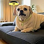 animal, canine, couch, cozy, curtains, cute, dog, furniture, gold_chain, home_decor, indoor, j_pendant, lamp, light, living_room, modern, pet, portrait, relaxed, seated
