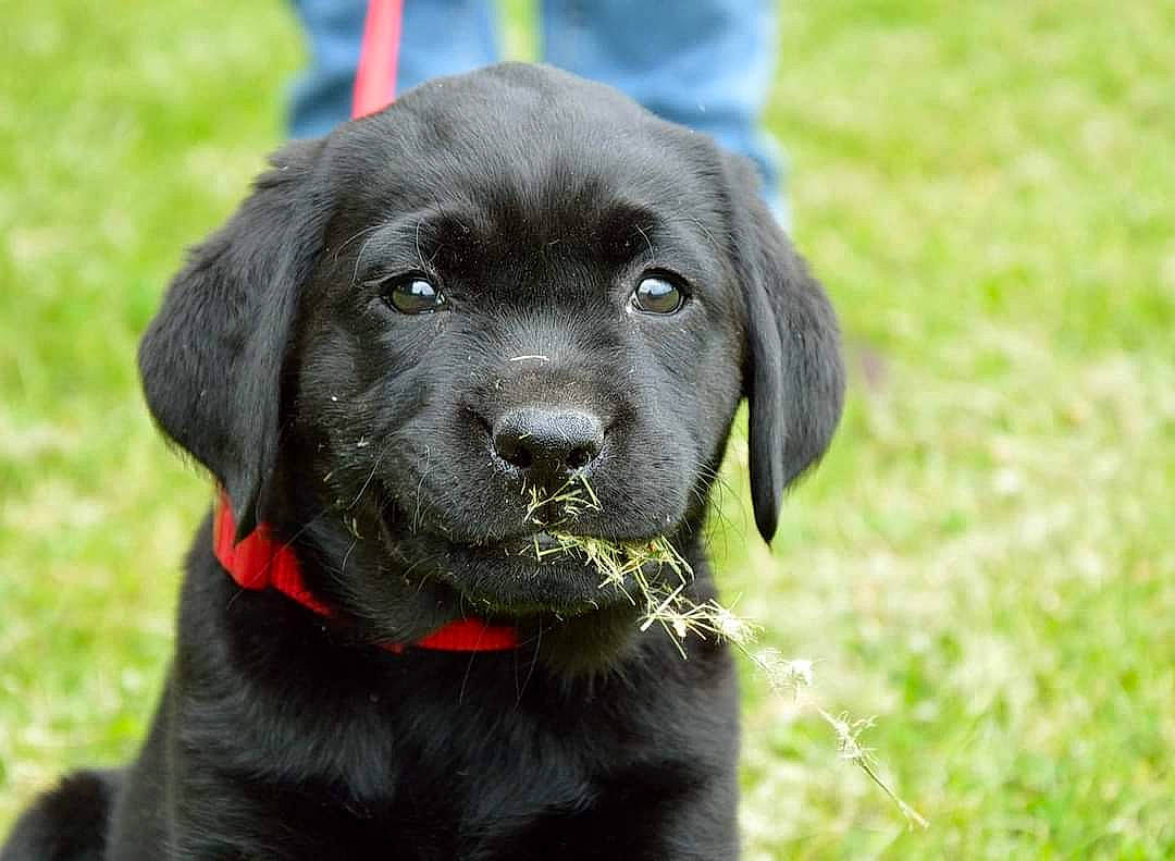 Silène participe au concours pour gagner de l'argent avec cette photo : borador, canidae, carnivore, collar, companion_dog, dog, dog_breed, dog_collar, event, fur, grass, gun_dog, liver, plant, pointing_breed, retriever, snout, sporting_group, whiskers, working_animal