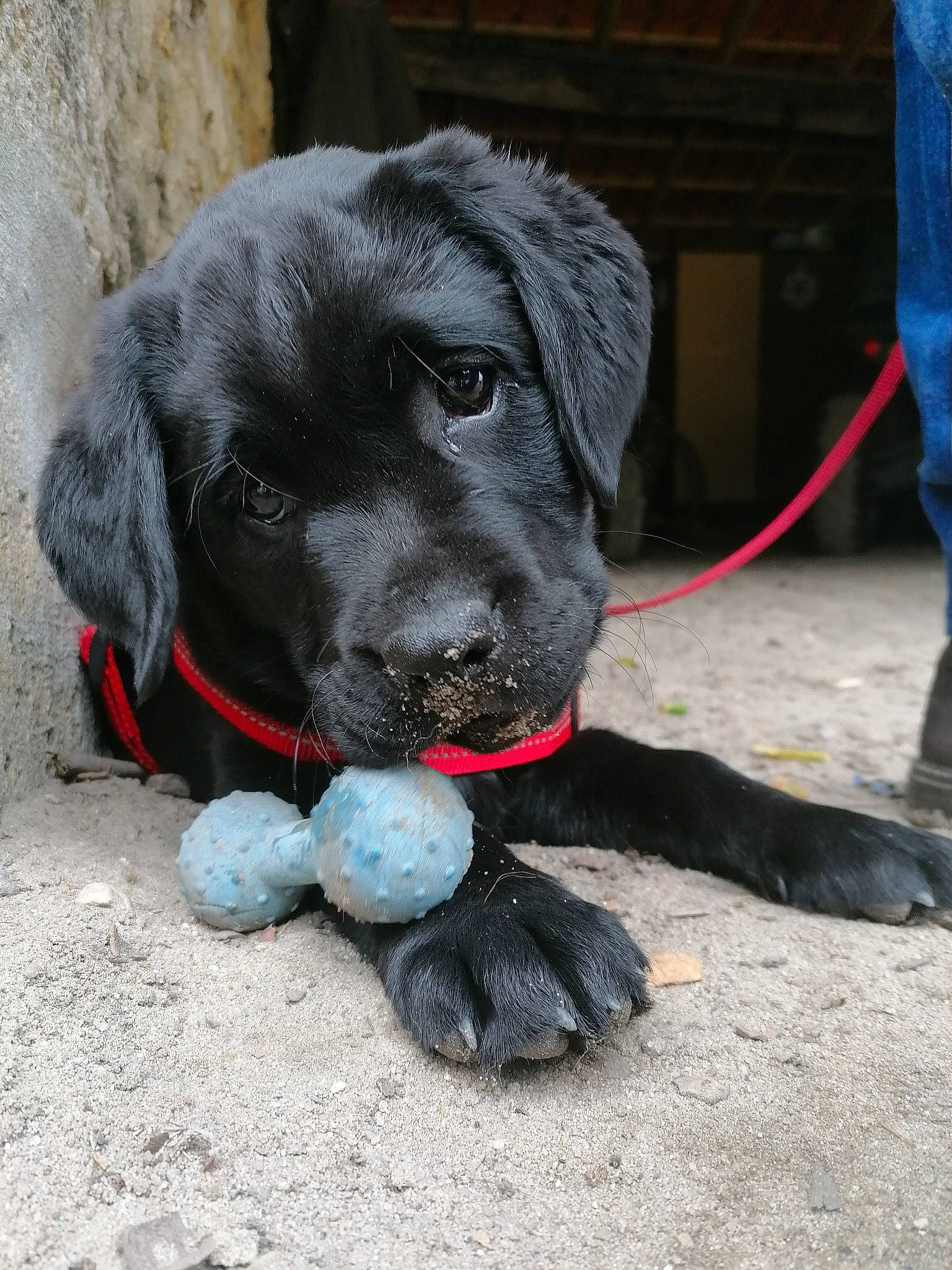 Silène a rejoint le concours — aidez-le/la à gagner de superbes lots ! ball, borador, canidae, carnivore, collar, companion_dog, denim, dog, dog_breed, dog_collar, dog_supply, foot, fur, labrador_retriever, mammal, retriever, snout, sporting_group, whiskers, working_animal