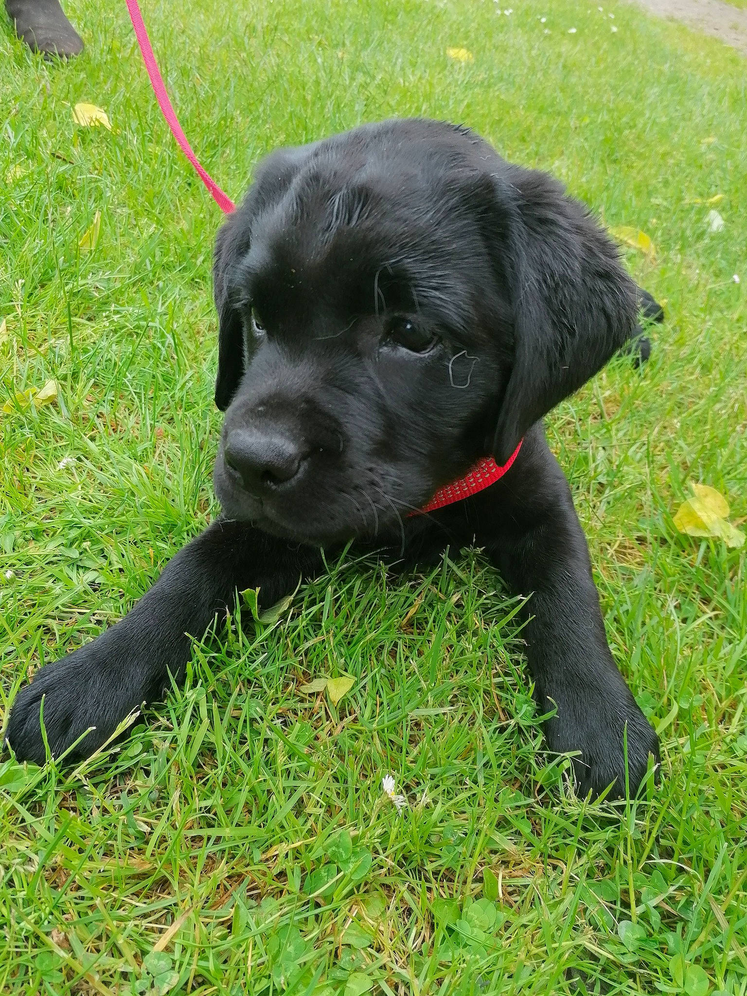 Silène a rejoint le concours — aidez-le/la à gagner de superbes lots ! borador, canidae, carnivore, collar, companion_dog, dog, dog_breed, dog_collar, grass, gun_dog, liver, pet_supply, plant, pointing_breed, retriever, snout, sporting_group, terrestrial_animal, whiskers, working_animal