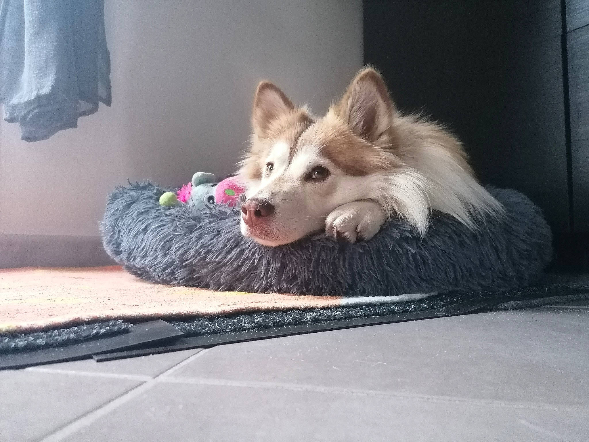 Luna a rejoint le concours — aidez-le/la à gagner de superbes lots ! canidae, carnivore, companion_dog, dog, dog_breed, dog_supply, fawn, floor, flooring, fur, german_spitz_mittel, non_sporting_group, paw, room, snout, sporting_group, tail, toy_dog, whiskers, working_dog