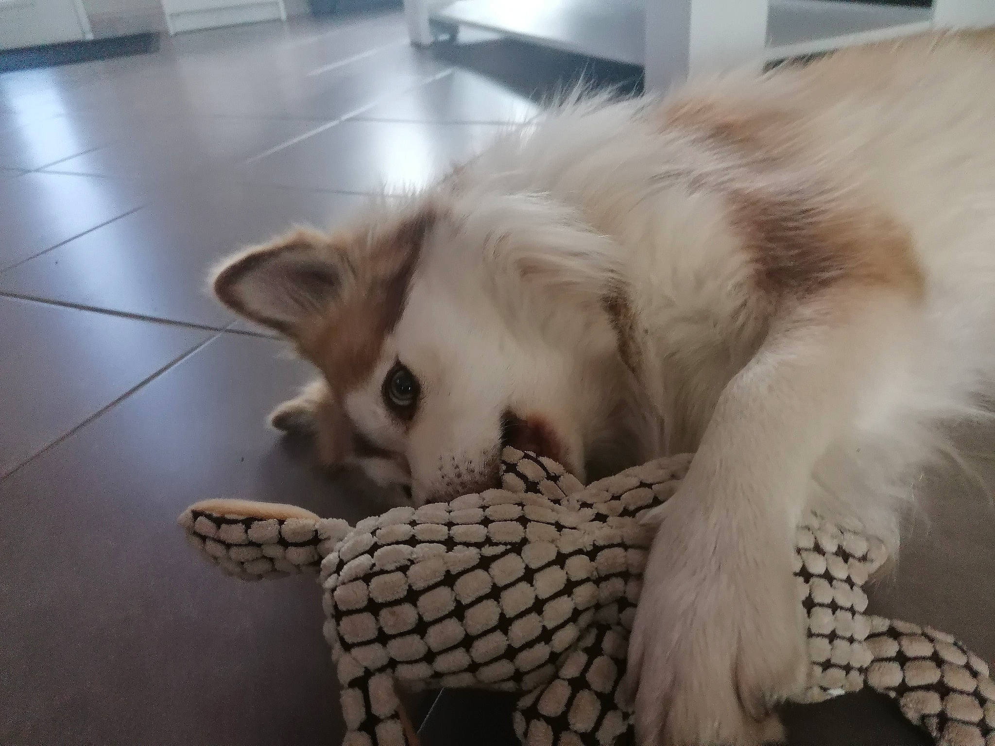 Luna participe au concours pour gagner de l'argent avec cette photo : canidae, carnivore, comfort, companion_dog, dog, dog_breed, fawn, felidae, flooring, fur, hardwood, paw, small_to_medium_sized_cats, snout, sporting_group, tail, terrestrial_animal, toy_dog, whiskers, working_animal