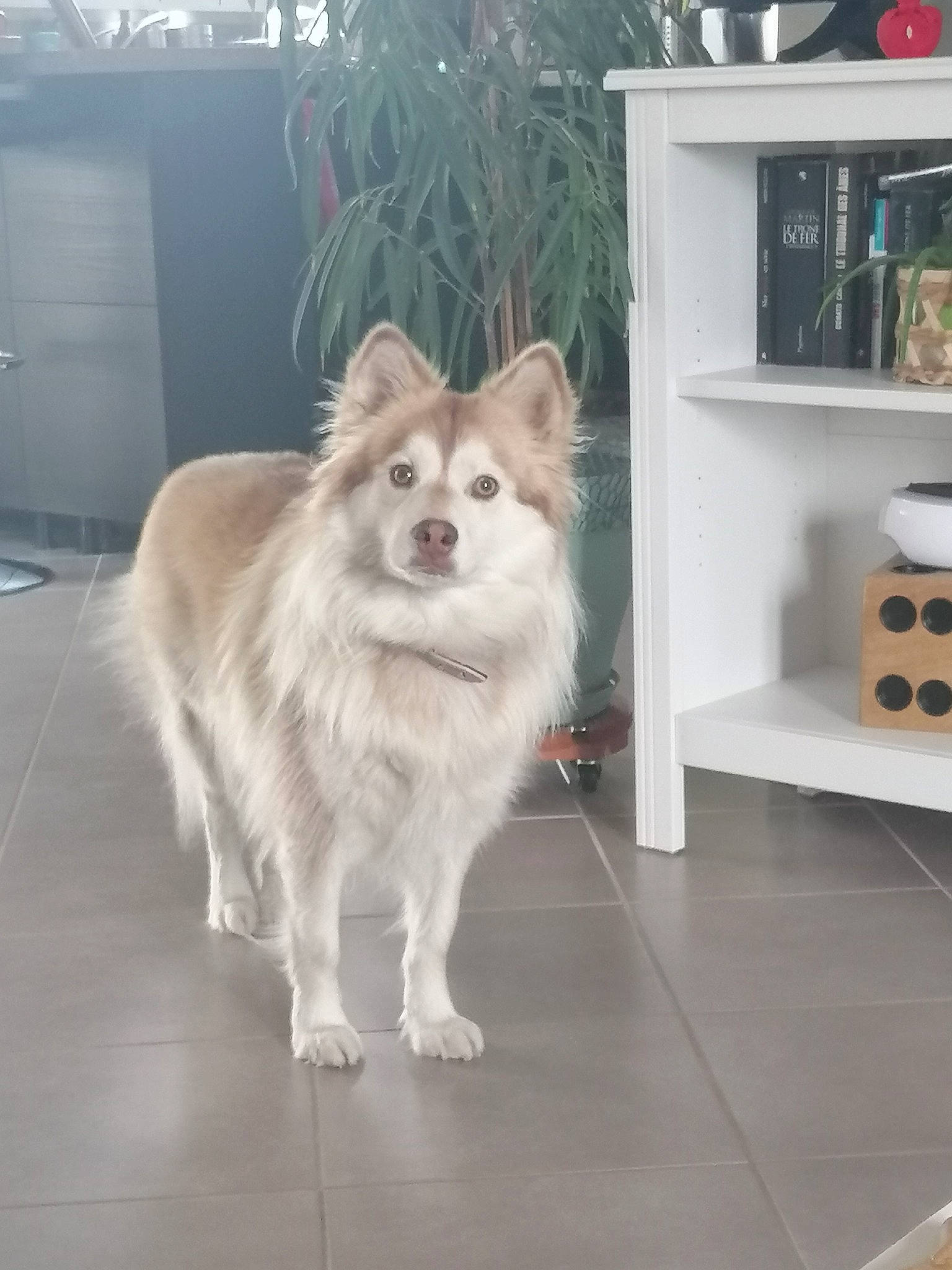 Luna participe au concours pour gagner de l'argent avec cette photo : carnivore, collar, companion_dog, dog, dog_breed, dog_supply, fawn, flooring, fur, german_spitz, german_spitz_klein, german_spitz_mittel, plant, shelf, snout, spitz, sporting_group, tail, volpino_italiano, working_animal