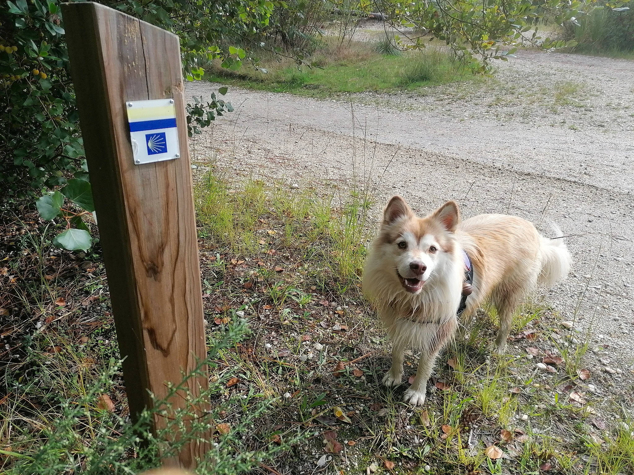 Luna participe au concours pour gagner de l'argent avec cette photo : canidae, carnivore, collar, companion_dog, dog, dog_breed, dog_supply, fawn, german_spitz_mittel, grass, herding_dog, plant, snout, soil, spitz, sporting_group, tail, wildlife, working_animal, working_dog