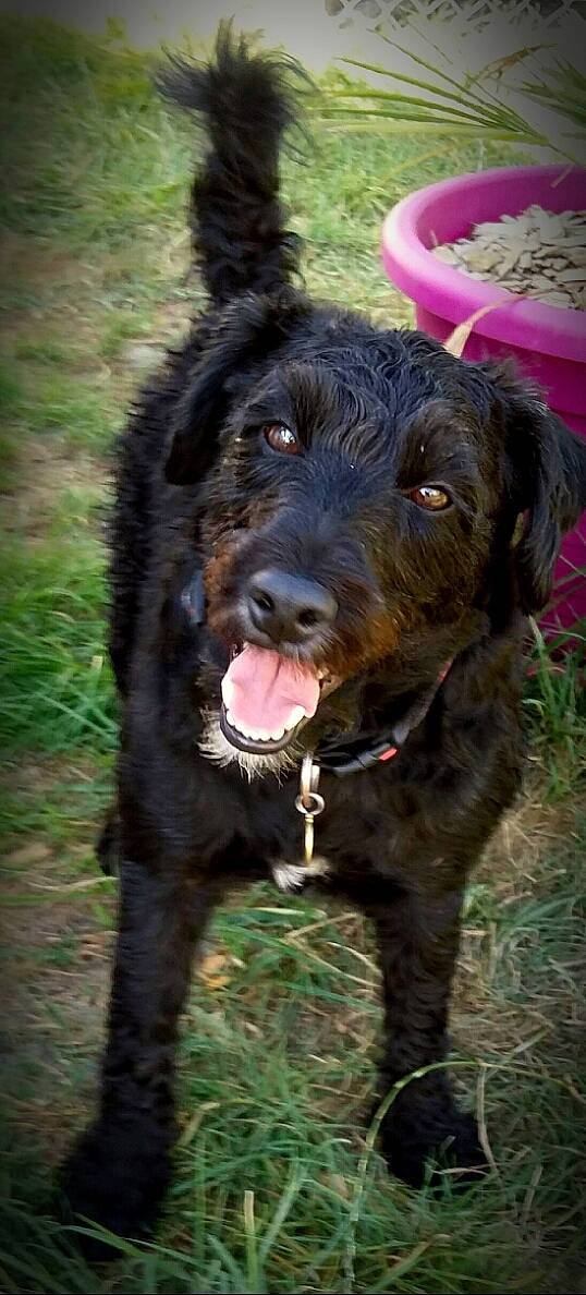 Forest participe au concours pour gagner de l'argent avec cette photo : canidae, carnivore, collar, companion_dog, dog, dog_breed, dog_collar, fur, grass, leash, liver, pointing_breed, pudelpointer, retriever, spaniel, sporting_group, terrestrial_animal, terrier, working_animal, working_dog