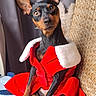 Ueva participe au concours pour gagner de l'argent avec cette photo : animal, black_and_tan, blanket, clothing, cozy, curtains, cute, dog, domestic_animal, ears, friendly, fur, indoor, looking_at_camera, miniature_pinscher, pet, portrait, red_coat, sitting, woven_chair