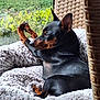 animal, armchair, ball, canine, chair, chihuahua, couch, cushion, dog, furniture, homedecor, hound, linen, person, pet, puppy, sleeping, sport, tennis, tennisball