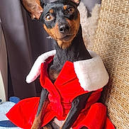 Ueva a rejoint le concours — aidez-le/la à gagner de superbes lots ! animal, black_and_tan, blanket, clothing, cozy, curtains, cute, dog, domestic_animal, ears, friendly, fur, indoor, looking_at_camera, miniature_pinscher, pet, portrait, red_coat, sitting, woven_chair