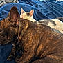 dog, cat, sleeping, brindle, french_bulldog, white_cat, gray_cat, blanket, blue_blanket, cozy, pet, animal, friendship, snuggling, indoor, resting, close_up, cute, domestic, nap