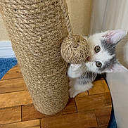 Milton joined the competition — help win amazing prizes! kitten, cat, scratching_post, toy, indoor, wooden_floor, blue_carpet, playful, curious, pet, animal, feline, whiskers, ears, paw, closeup, young, cute, domestic, home