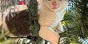 Milton joined the competition — help win amazing prizes! kitten, cat, christmas_tree, holiday_lights, greenery, festive, curious, pet, indoor, closeup, whiskers, pink_nose, white_fur, gray_fur, branches, ornament, decorations, playful, young, animal