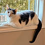 cat, black_and_white, window, windowsill, animal, pet, indoor, relaxed, sunlight, feline, tail, resting, looking, domestic_cat, home, nature_outside, calm, fur, whiskers, ears