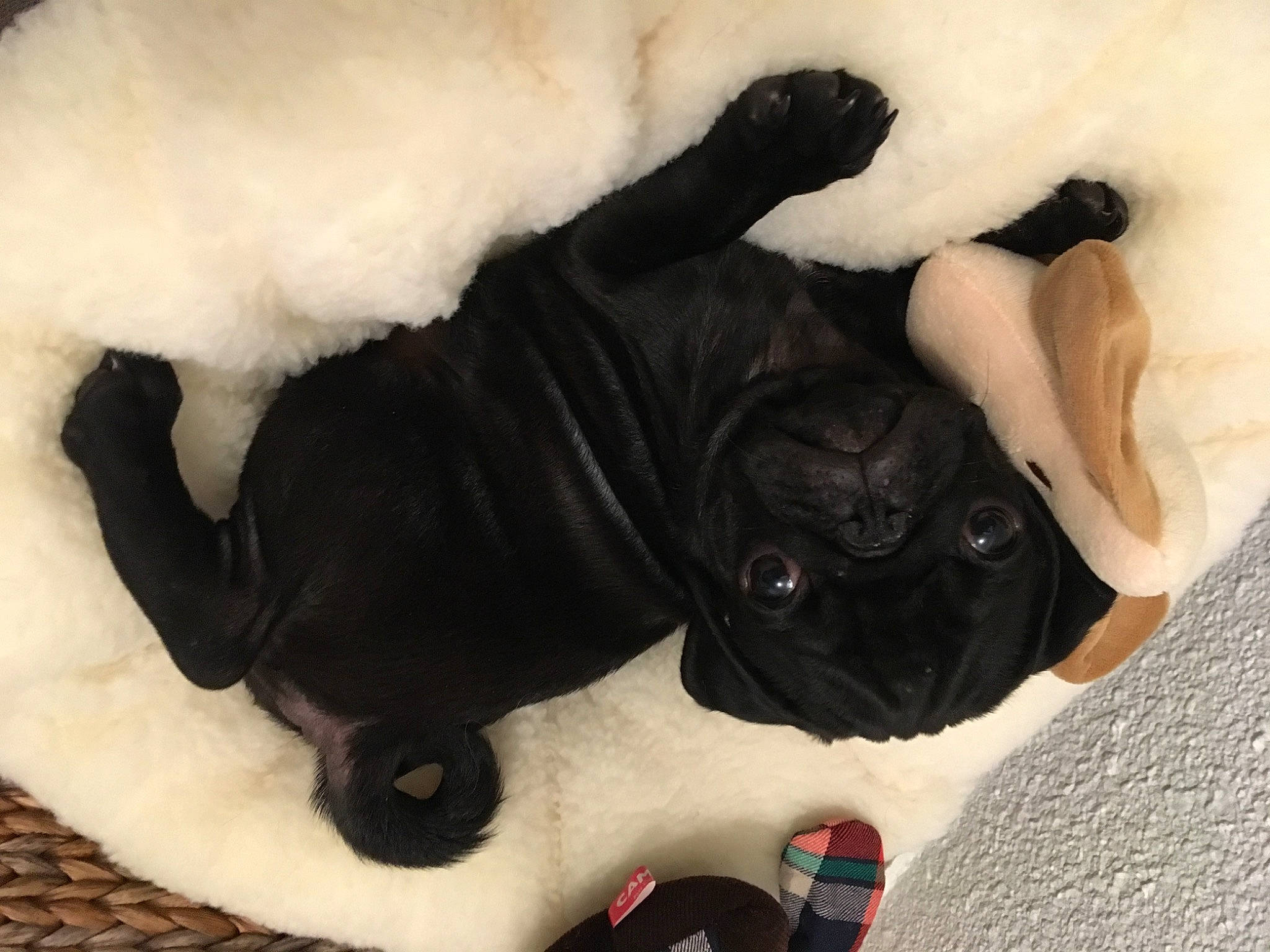 Nestor a rejoint le concours — aidez-le/la à gagner de superbes lots ! carnivore, comfort, companion_dog, dog, dog_breed, fawn, felidae, fur, linens, mammal, paw, pug, snout, sporting_group, stuffed_toy, tail, toy, vertebrate, whiskers, working_animal