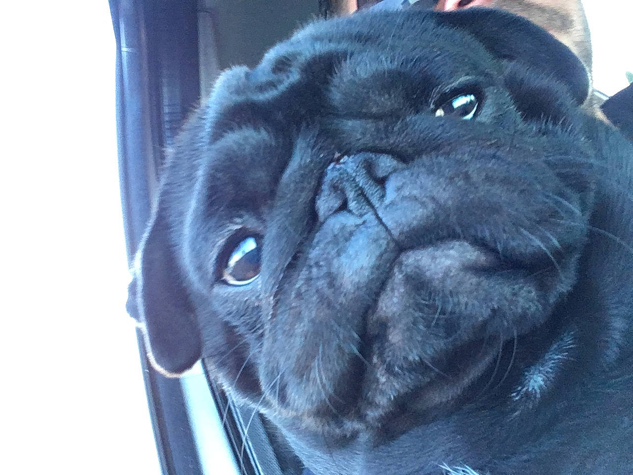 Nestor a rejoint le concours — aidez-le/la à gagner de superbes lots ! canidae, carnivore, close_up, comfort, companion_dog, dog, dog_breed, electric_blue, fawn, fur, non_sporting_group, pug, puppy, snout, sporting_group, terrestrial_animal, toy_dog, whiskers, working_animal, wrinkle