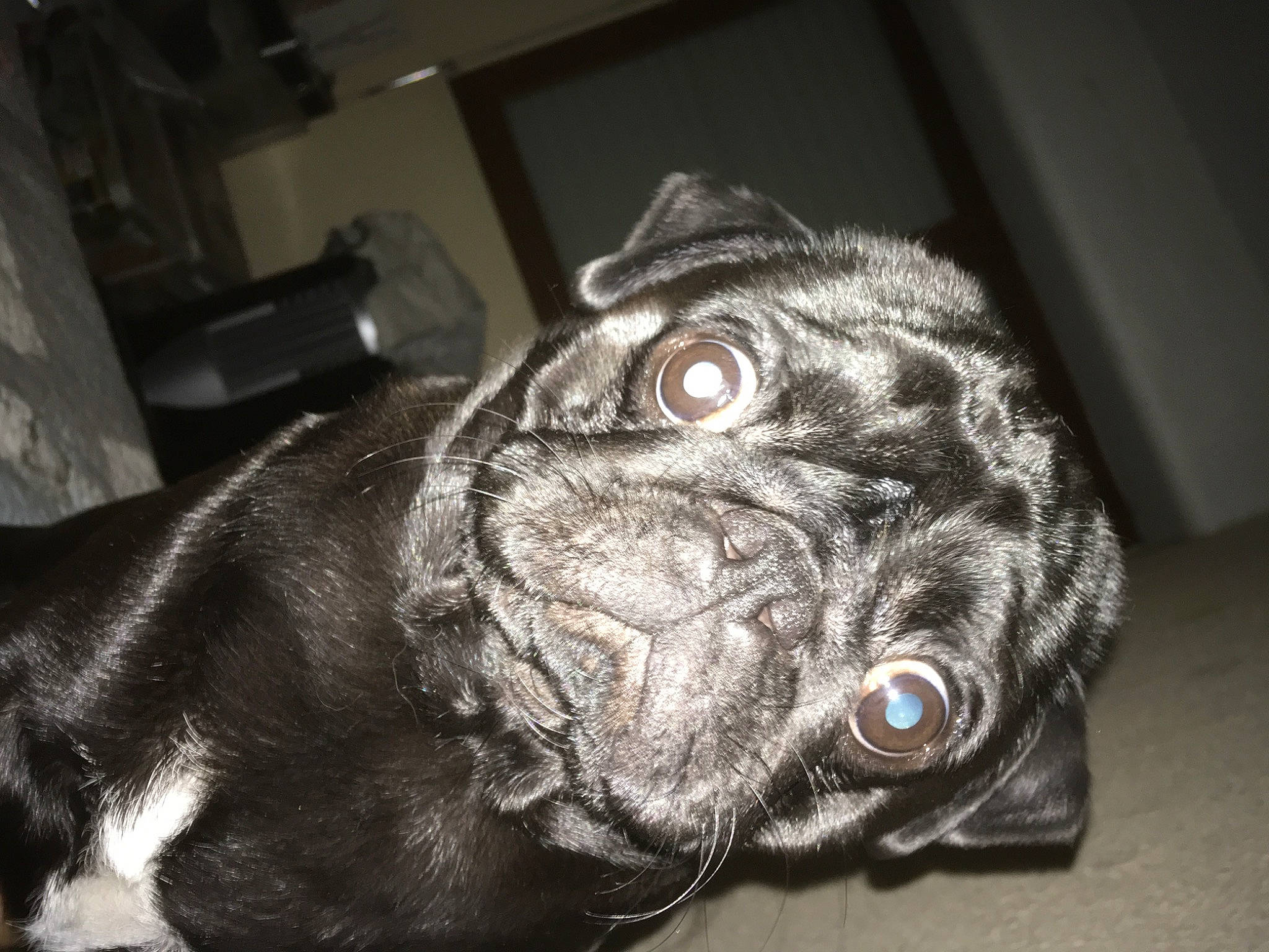 Nestor a rejoint le concours — aidez-le/la à gagner de superbes lots ! canidae, carnivore, collar, comfort, companion_dog, dog, dog_breed, dog_collar, ear, fawn, fur, guard_dog, non_sporting_group, pug, snout, sporting_group, whiskers, window, working_animal, wrinkle