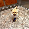 Mango is registered to the contest to win money with this photo: dog, pomeranian, tie, floor, tile, indoor, pet, small_dog, happy, tongue_out, fur, animal, cute, standing, brown, wood_panel, metal_panel, companion, friendly, domestic