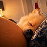 Mango is registered to the contest to win money with this photo: dog, sleeping, close_up, fluffy, nose, ear, pillow, patterned, human_arm, indoor, warm_light, cozy, resting, pet, fur, snout, relaxation, bedroom, comfort, peaceful