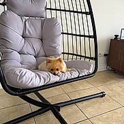 Mango joined the competition — help win amazing prizes! dog, puppy, small_dog, fluffy, hanging_chair, cushion, indoor, floor_tile, living_room, modern, furniture, cozy, cute, pet, relaxing, brown_dog, resting, comfortable, minimalist, home