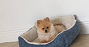 Mango is registered to the contest to win money with this photo: dog, pet_bed, tile_floor, white_wall, electrical_outlet, small_dog, fluffy_dog, indoor, cozy, resting, cute, brown_dog, comfort, home, animal, flooring, relaxed, domestic, quiet, calm