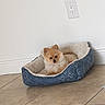 dog, pet_bed, tile_floor, white_wall, electrical_outlet, small_dog, fluffy_dog, indoor, cozy, resting, cute, brown_dog, comfort, home, animal, flooring, relaxed, domestic, quiet, calm