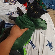 Binx joined the competition — help win amazing prizes! cat, black_cat, pet, costume, dinosaur_costume, green, bed, hand, person, yellow_eyes, indoor, feline, cute, animal, domestic_animal, clothing, bedroom, textile, sports_theme, cowboys