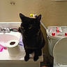 cat, black_cat, bathroom, toilet_paper, toilet, counter, hand, tattoo, yellow_eyes, plastic_container, note, wall, sink, faucet, tool, clutter, indoor, pet, feline, curious
