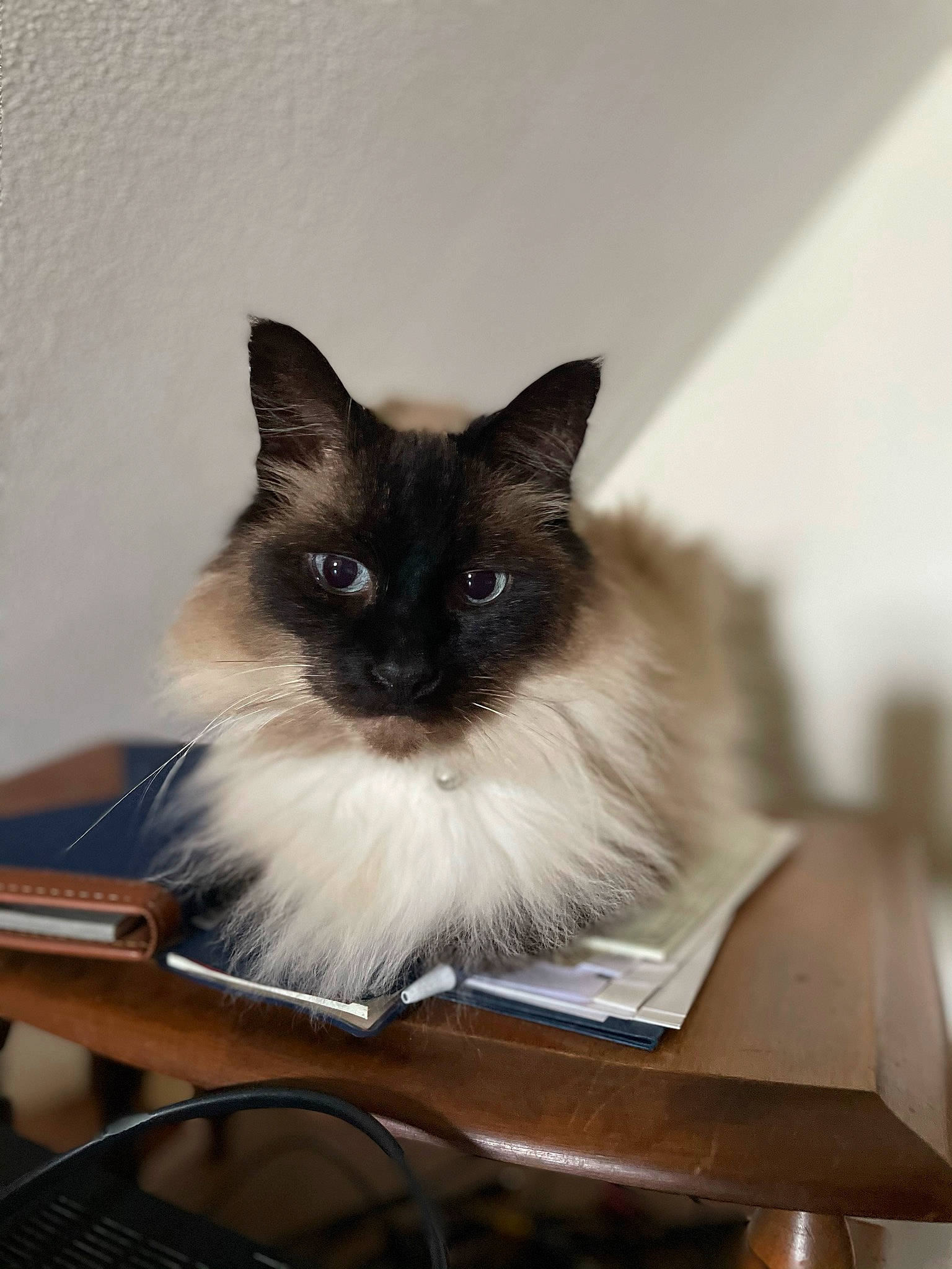 Gwen joined the competition — help win amazing prizes! birman, box, carnivore, cat, fawn, felidae, fur, hardwood, ragdoll, siamese, small_to_medium_sized_cats, snout, tail, whiskers
