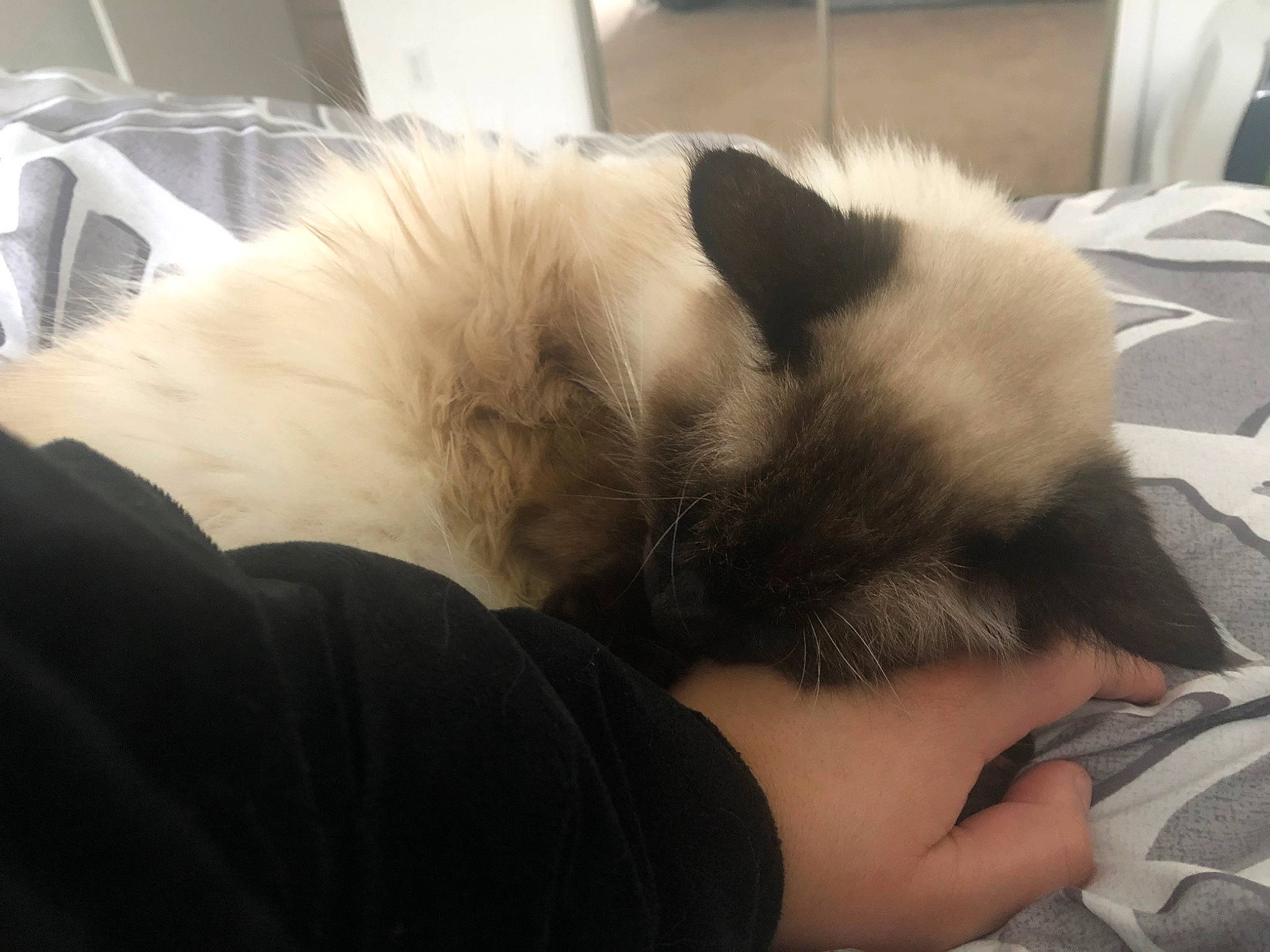 Gwen joined the competition — help win amazing prizes! birman, carnivore, cat, claw, comfort, companion_dog, ear, eye, eyelash, fawn, felidae, foot, fur, mammal, nap, ragdoll, siamese, small_to_medium_sized_cats, snout, whiskers