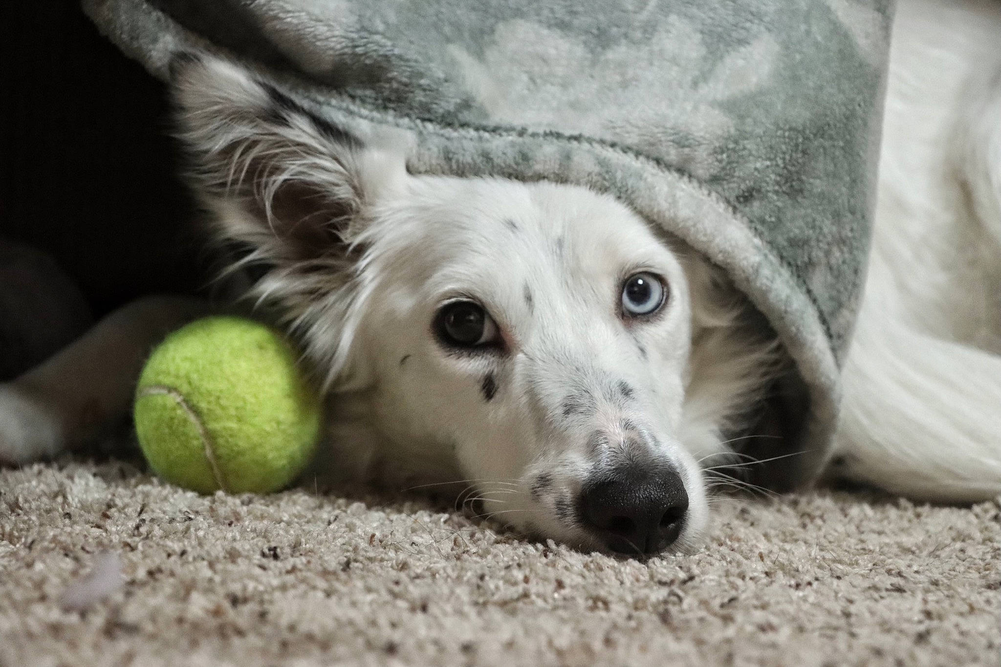 Maxine joined the competition — help win amazing prizes! ball, canidae, carnivore, comfort, companion_dog, dog, dog_breed, dog_toy, fawn, flyball, fur, paw, snout, sporting_group, tennis_ball, tennis_equipment, terrestrial_animal, whiskers, wildlife, working_animal