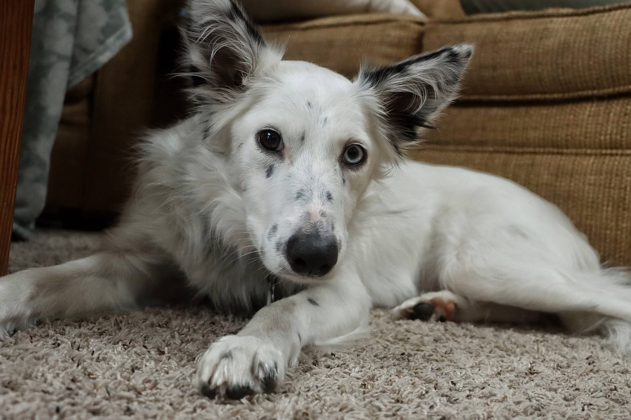 Maxine joined the competition — help win amazing prizes! carnivore, comfort, companion_dog, dog, dog_breed, fur, monochrome, monochrome_photography, snout, terrestrial_animal, whiskers, working_animal, working_dog