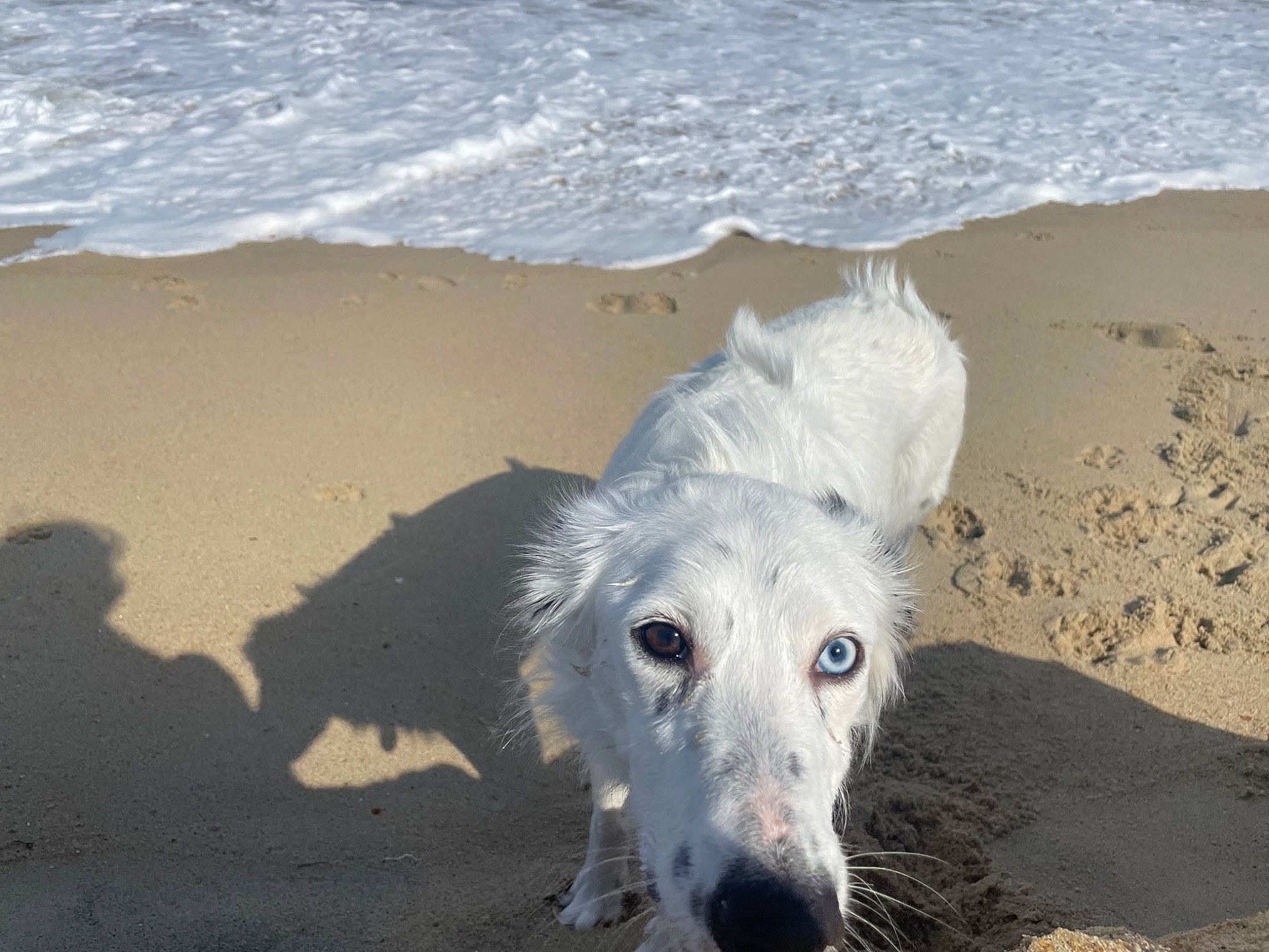 Maxine joined the competition — help win amazing prizes! beach, canidae, carnivore, coast, companion_dog, dog, dog_breed, dog_collar, landscape, ocean, sand, shadow, shore, sighthound, snout, sporting_group, water, wave, wind_wave, working_animal