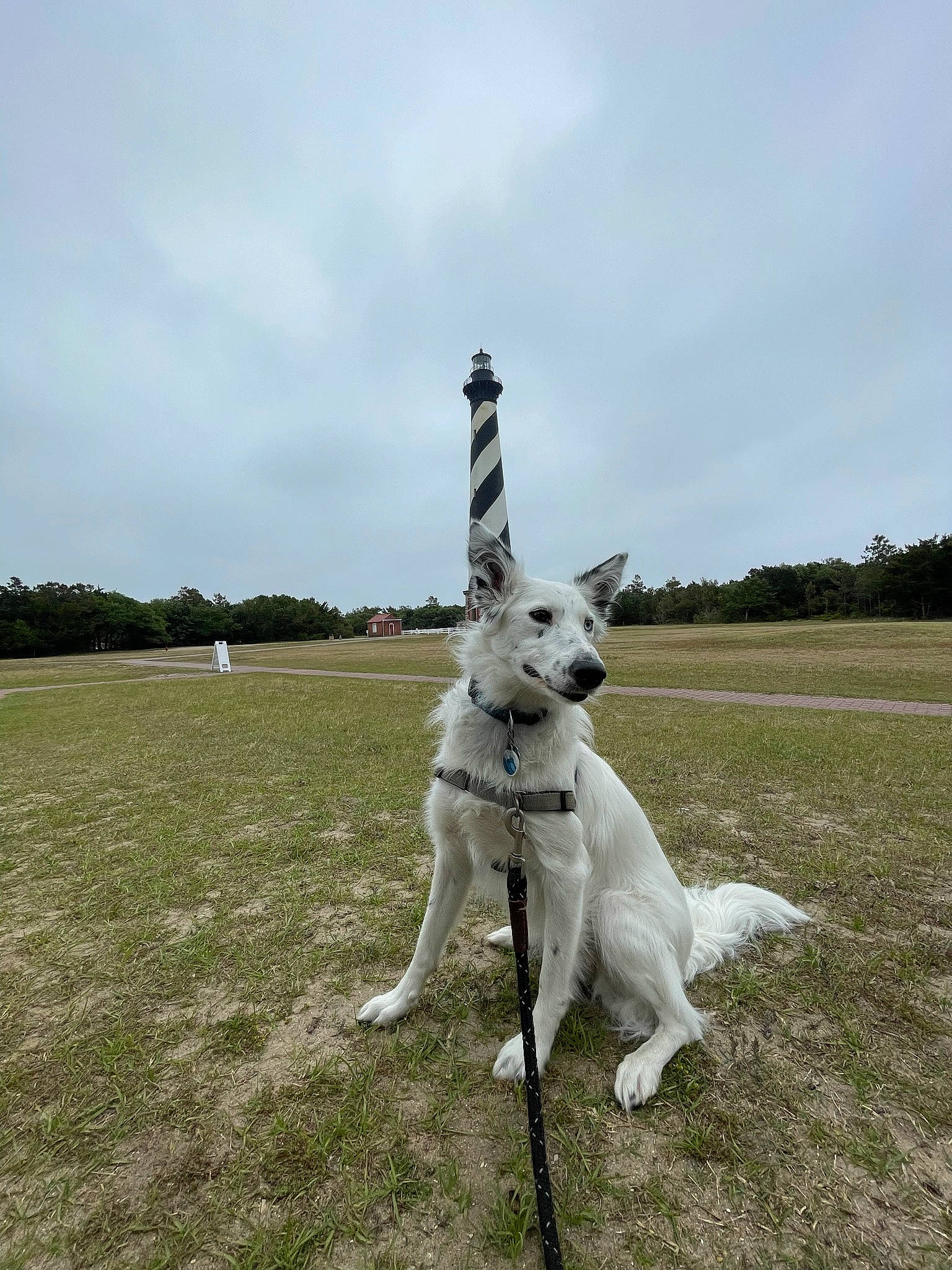 Maxine is registered to the contest to win money with this photo: canidae, carnivore, cloud, collar, companion_dog, dog, dog_breed, dog_collar, fawn, grass, grassland, hunting_dog, non_sporting_group, plant, sky, sporting_group, tail, tree, working_animal