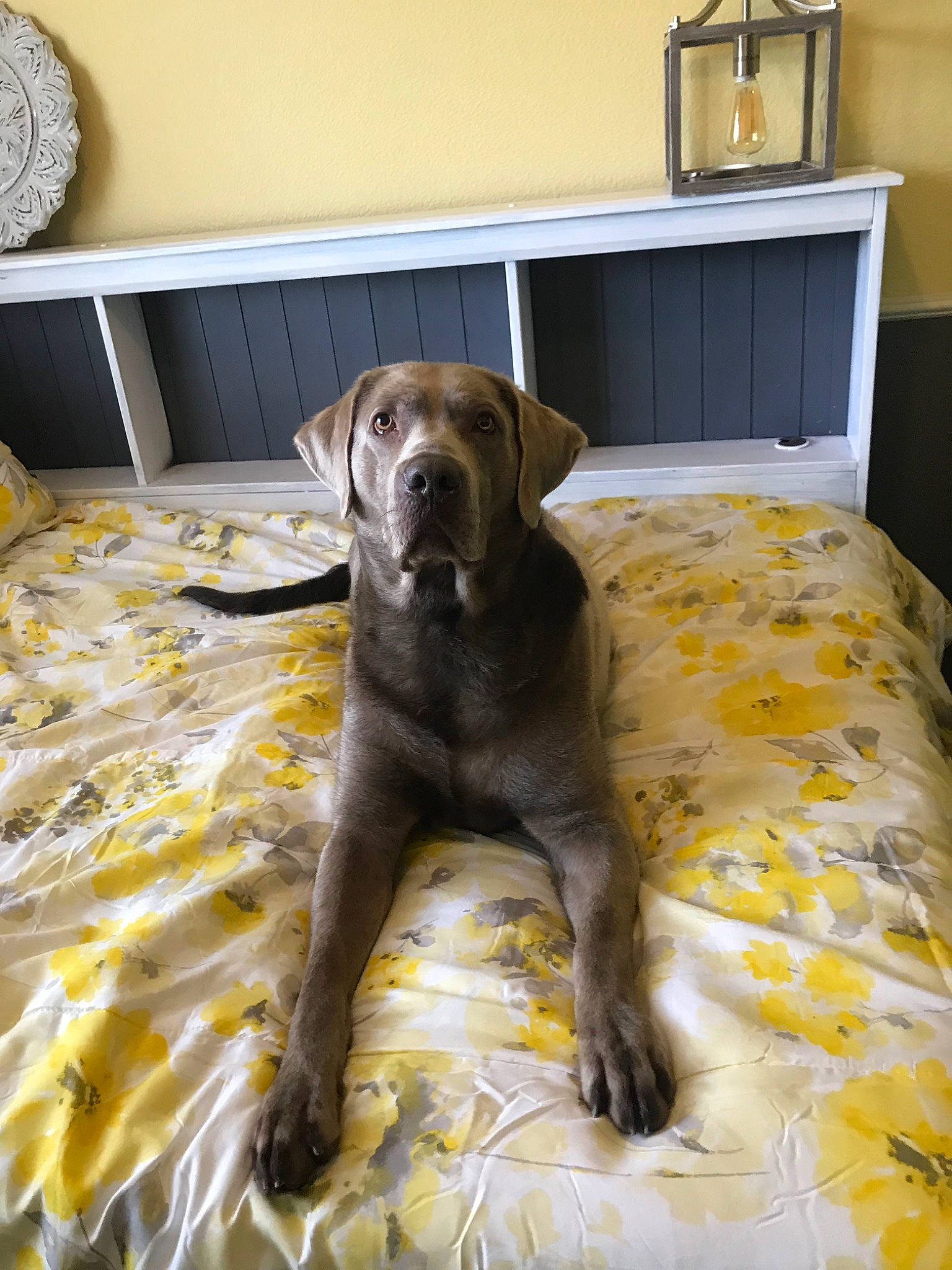 Gunnar joined the competition — help win amazing prizes! canidae, carnivore, companion_dog, dog, dog_breed, furniture, great_dane, guard_dog, interior_design, labrador_retriever, retriever, room, sporting_group, yellow