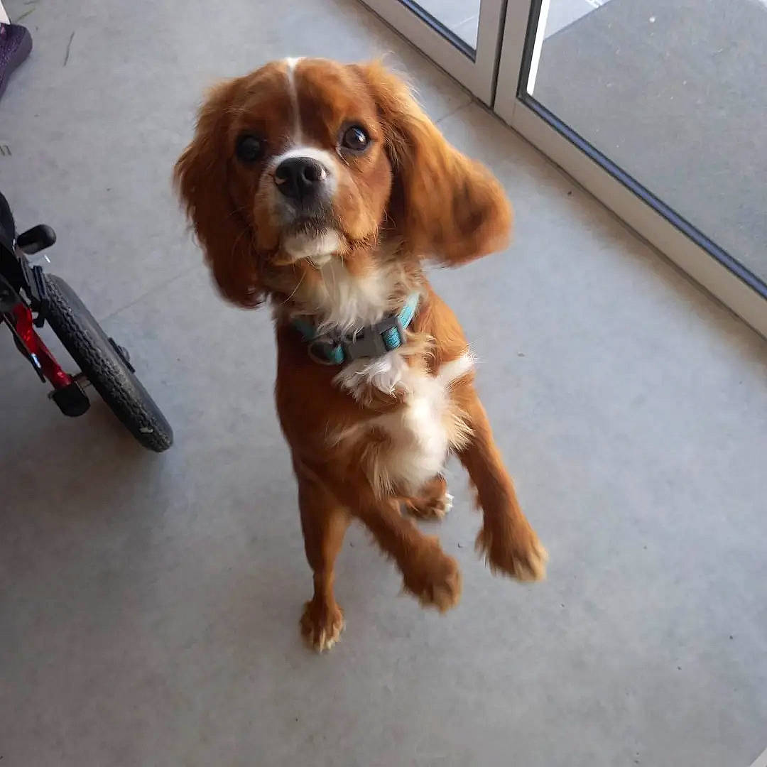 Thai a rejoint le concours — aidez-le/la à gagner de superbes lots ! bicycle, bicycle_tire, bicycle_wheel, bicycle_wheel_rim, canidae, carnivore, collar, companion_dog, dog, dog_breed, dog_supply, fawn, flooring, liver, tire, toy, toy_dog, wheel, wood, working_animal