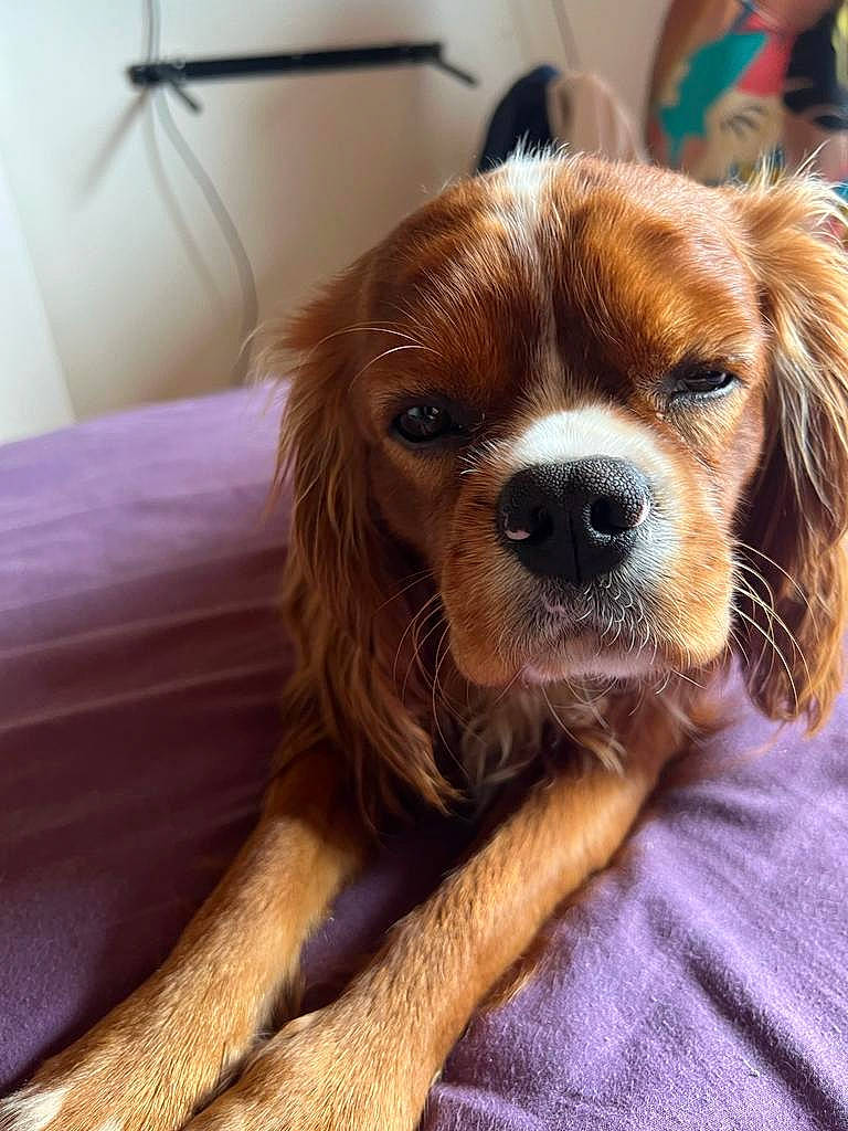 Thai a rejoint le concours — aidez-le/la à gagner de superbes lots ! canidae, carnivore, comfort, companion_dog, dog, dog_breed, door, fawn, flooring, fur, hardwood, liver, snout, spaniel, sporting_group, terrestrial_animal, toy_dog, whiskers, wood, working_animal