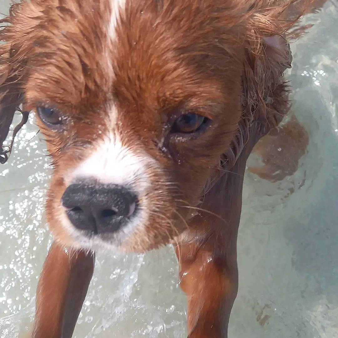 Thai participe au concours pour gagner de l'argent avec cette photo : bathing, canidae, carnivore, companion_dog, dog, dog_breed, fawn, fluid, fur, gun_dog, liquid, liver, snout, sporting_group, terrestrial_animal, water, whiskers, working_animal