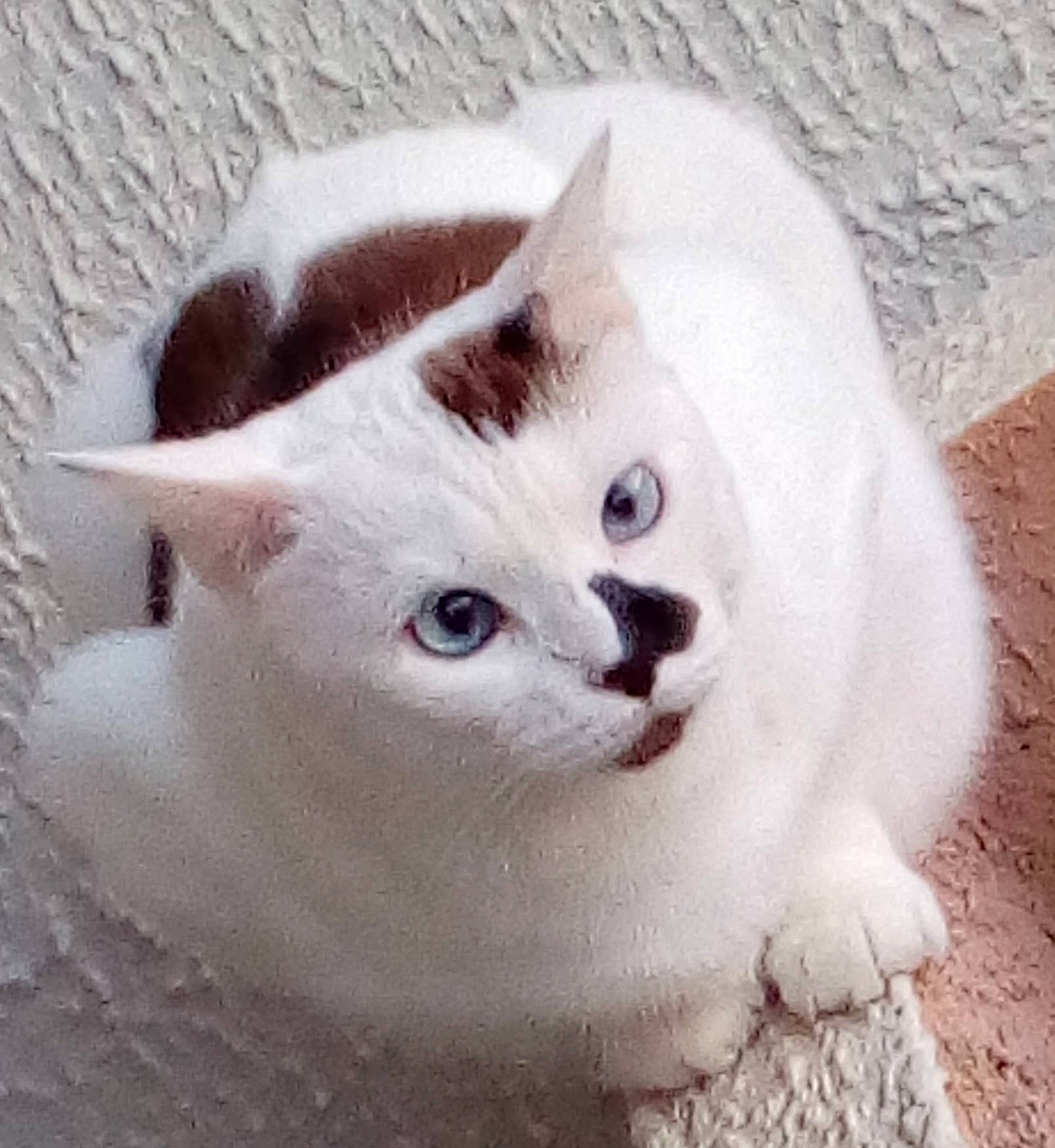 Hestia a rejoint le concours — aidez-le/la à gagner de superbes lots ! asian, british_semi_longhair, british_shorthair, burmilla, carnivore, cat, cymric, domestic_short_haired_cat, eye, felidae, khao_manee, kitten, mammal, ragdoll, small_to_medium_sized_cats, turkish_angora, turkish_van, vertebrate, whiskers