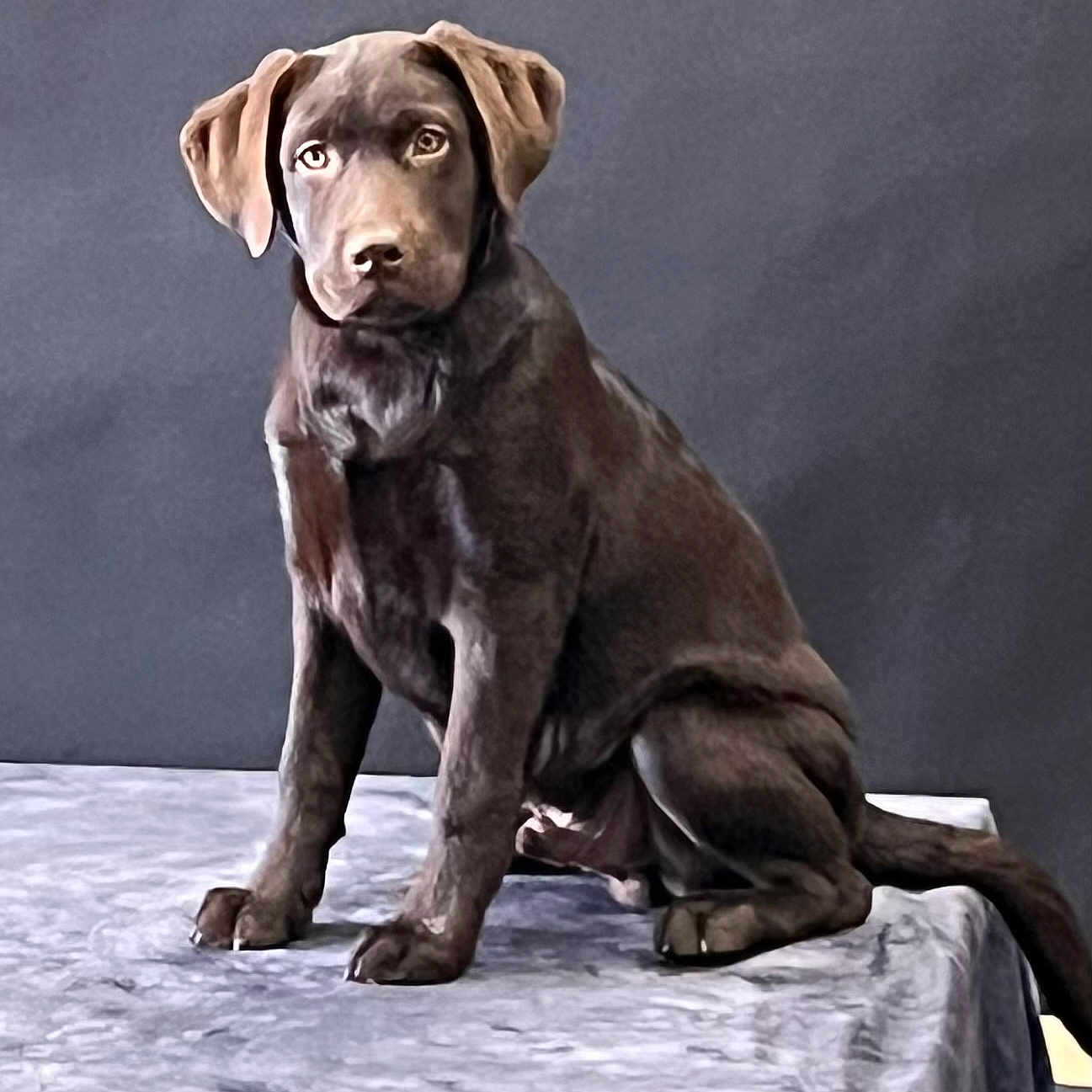 Avéze participe au concours pour gagner de l'argent avec cette photo : animal, brown, canine, chocolate, cute, dog, domestic, ears, floor, fur, indoor, labrador, looking, pet, portrait, puppy, sitting, studio, tail, young