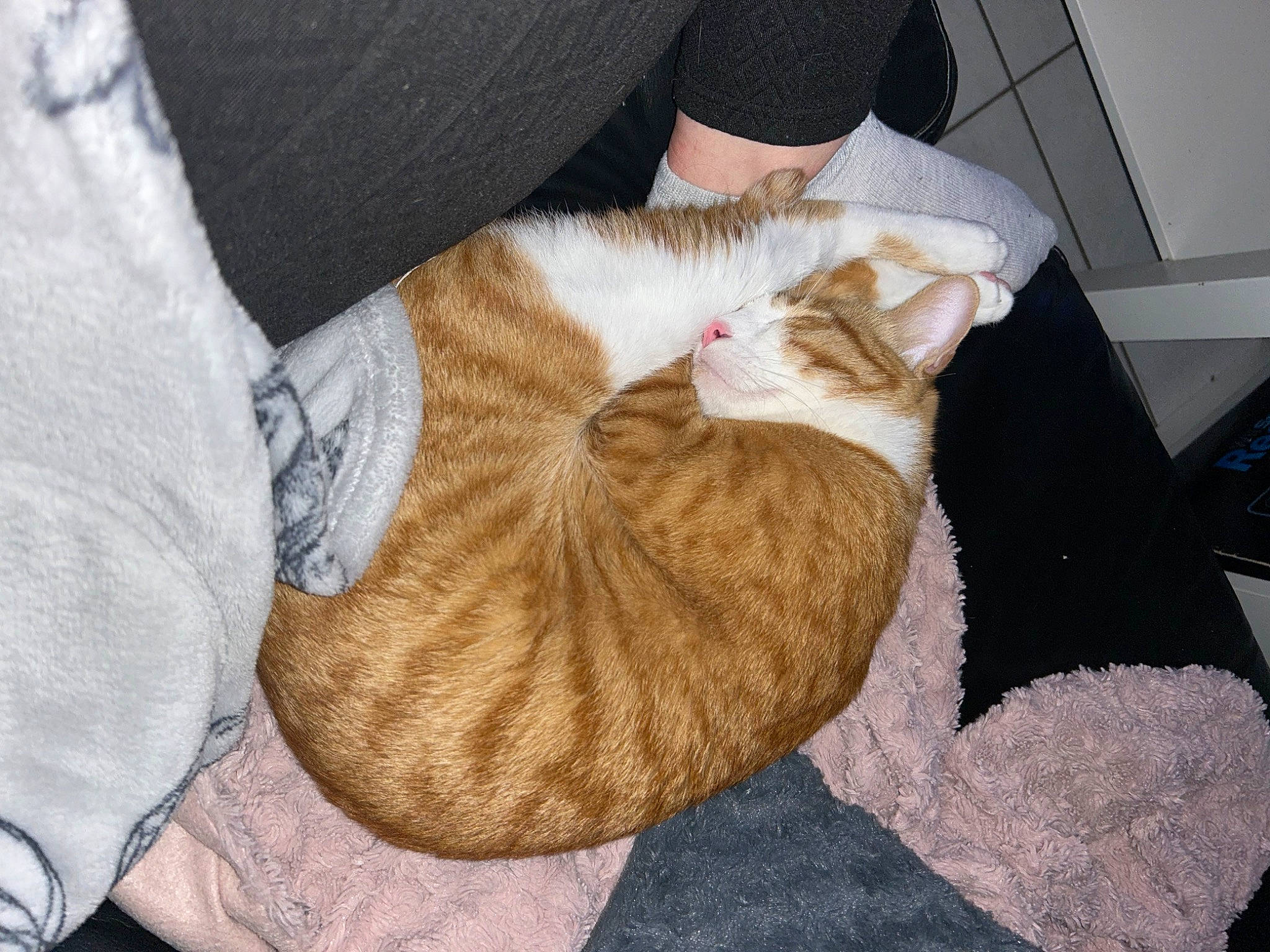 Sukran a rejoint le concours — aidez-le/la à gagner de superbes lots ! canidae, carnivore, cat, comfort, companion_dog, domestic_short_haired_cat, fawn, felidae, fur, hat, human_leg, lap, paw, small_to_medium_sized_cats, snout, sporting_group, tail, textile, whiskers, wood