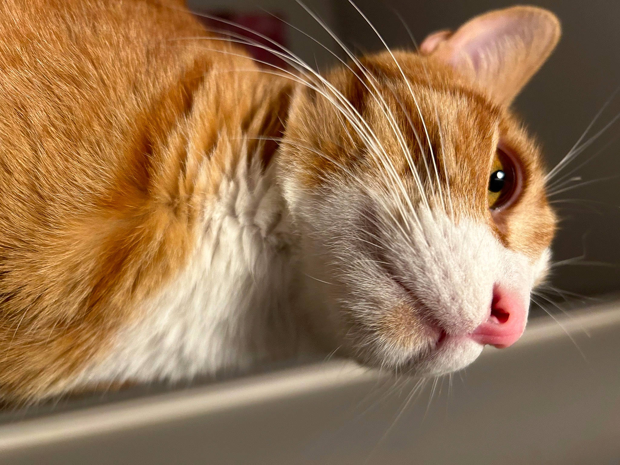 Sukran a rejoint le concours — aidez-le/la à gagner de superbes lots ! carnivore, cat, claw, comfort, domestic_short_haired_cat, felidae, fur, macro_photography, paw, small_to_medium_sized_cats, snout, whiskers