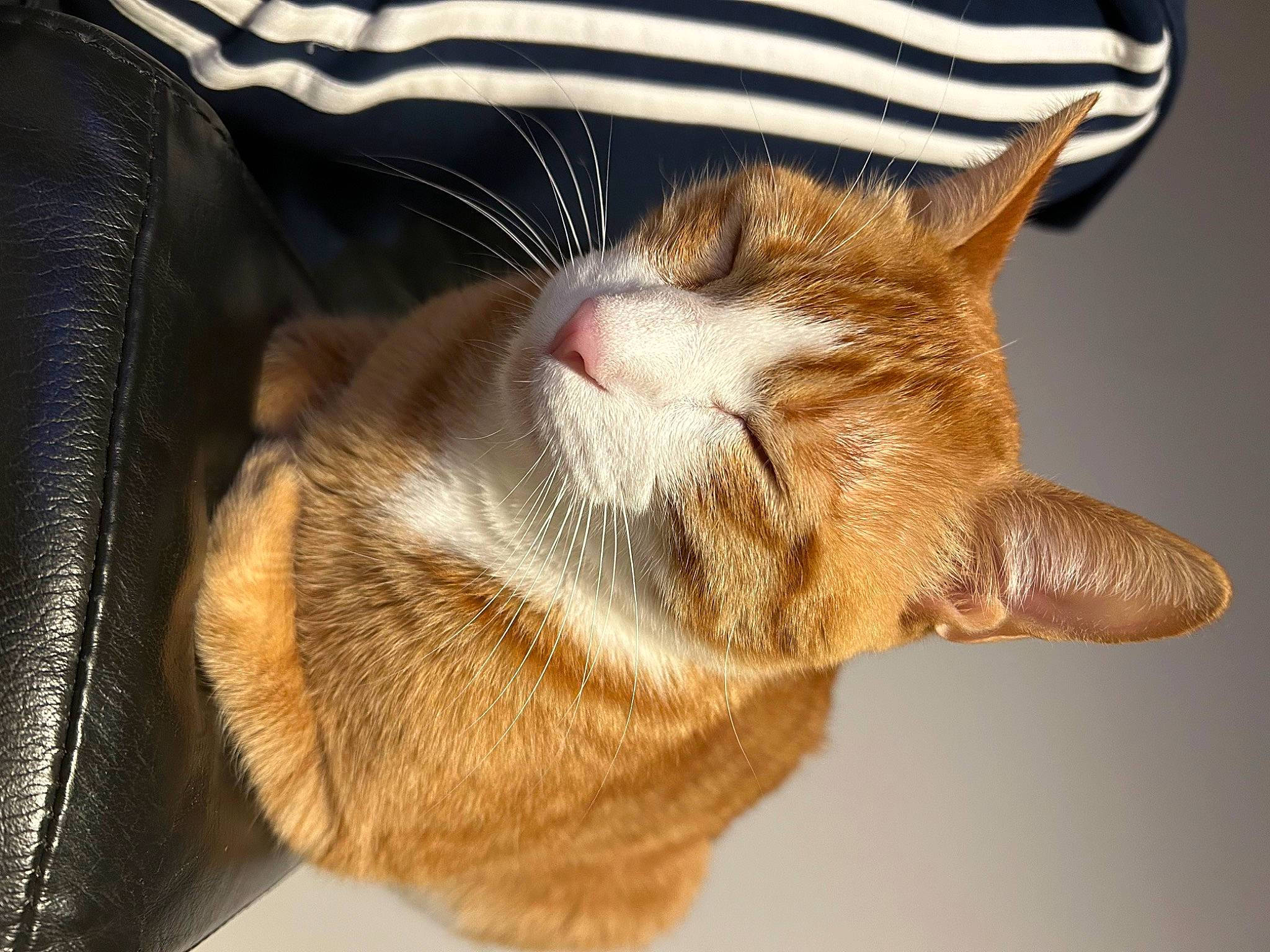 Sukran a rejoint le concours — aidez-le/la à gagner de superbes lots ! carnivore, cat, claw, comfort, domestic_short_haired_cat, ear, eye, fawn, felidae, foot, fur, human_leg, paw, small_to_medium_sized_cats, snout, tail, terrestrial_animal, whiskers, window, wood