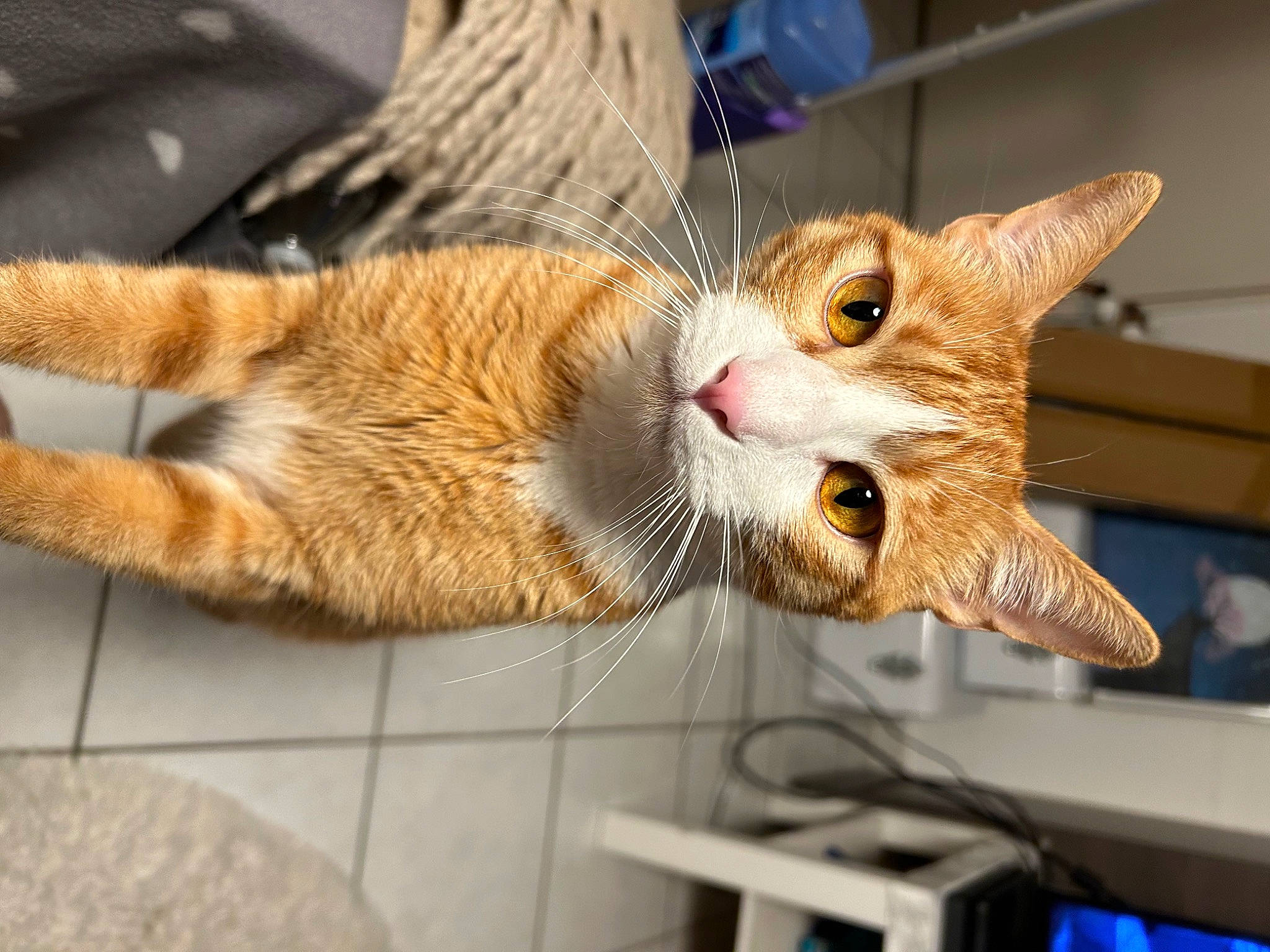 Sukran a rejoint le concours — aidez-le/la à gagner de superbes lots ! carnivore, cat, claw, collar, comfort, domestic_short_haired_cat, fawn, felidae, foot, fur, paw, small_to_medium_sized_cats, snout, tail, whiskers, wire