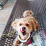 Rylee is registered to the contest to win money with this photo: animal, bench, bottle, closeup, concrete_floor, curly_fur, cute, daylight, dog, fur, harness, licking_nose, metal_bench, outdoor, pet, plastic_bag, playful, resting, small_dog, tongue
