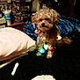 Rylee joined the competition — help win amazing prizes! animal, bed, blanket, bone, christmas_lights, cozy, curly_hair, decor, dog, fan, furniture, indoor, light, night, pet, pillow, shelf, small_dog, stuffed_animal, toy