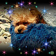 Rylee joined the competition — help win amazing prizes! animal, bedtime, blanket, blue, comfort, cozy, cute, dog, domestic, fluffy, fur, indoors, pet, resting, sleepy, snuggle, soft, sparkle, star_effects, warm