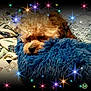 animal, bedtime, blanket, blue, comfort, cozy, cute, dog, domestic, fluffy, fur, indoors, pet, resting, sleepy, snuggle, soft, sparkle, star_effects, warm