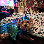 Rylee joined the competition — help win amazing prizes! animal, bed, blanket, blue, clothing, costume, cute, decorations, dog, figurines, furniture, indoor, lying_down, owl_pattern, pet, room, shiny, small_dog, television, toy