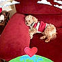 animal, cartoon_earth, clouds, couch, cozy, curly_fur, cute, digital_stickers, dog, furniture, heart, home, indoor, pet, red_couch, relaxing, resting, sleeping, small_dog, sweater